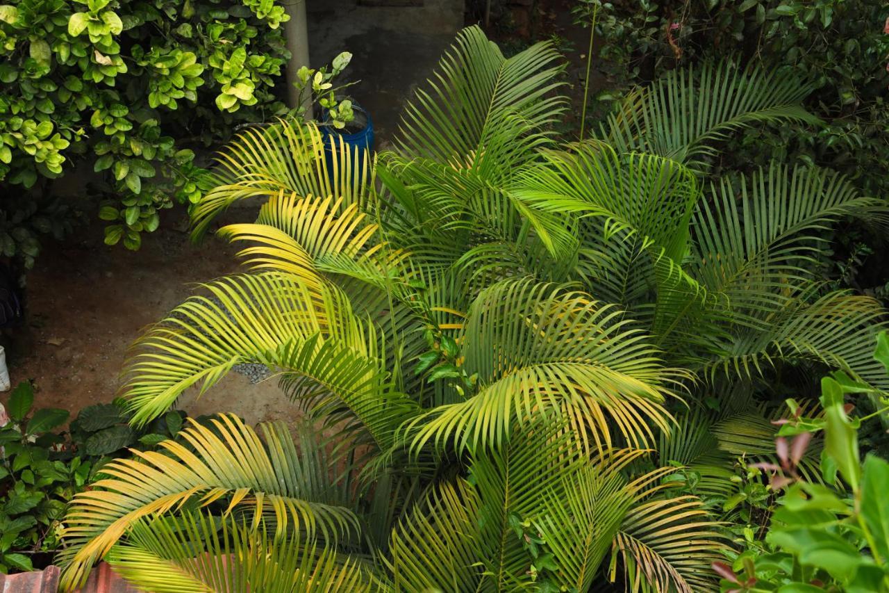 Copperhill- A Luxury Homestay Madikeri Exterior foto